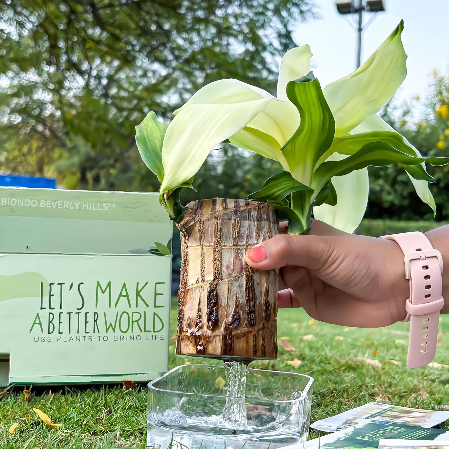 Brazilian Lucky Wood Live Plants Indoor Air Purification