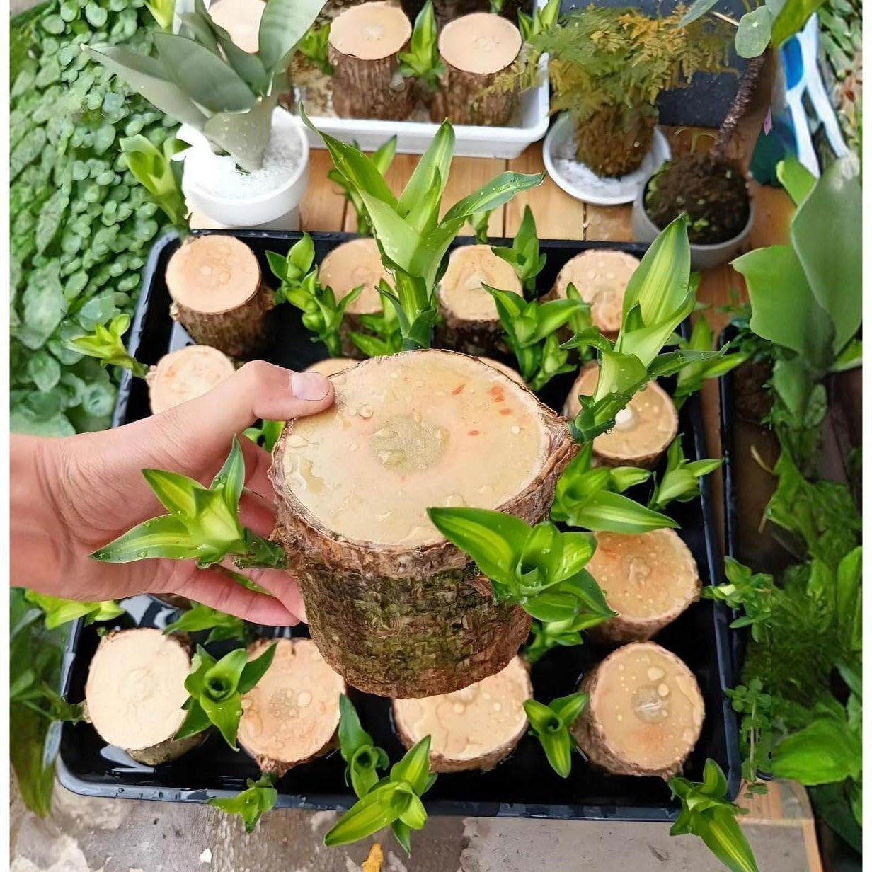 Brazilian Lucky Wood Live Plants Indoor Air Purification