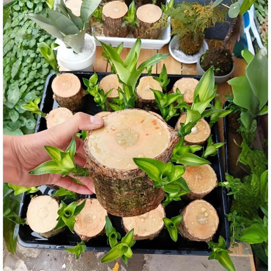 Brazilian Lucky Wood Live Plants Indoor Air Purification