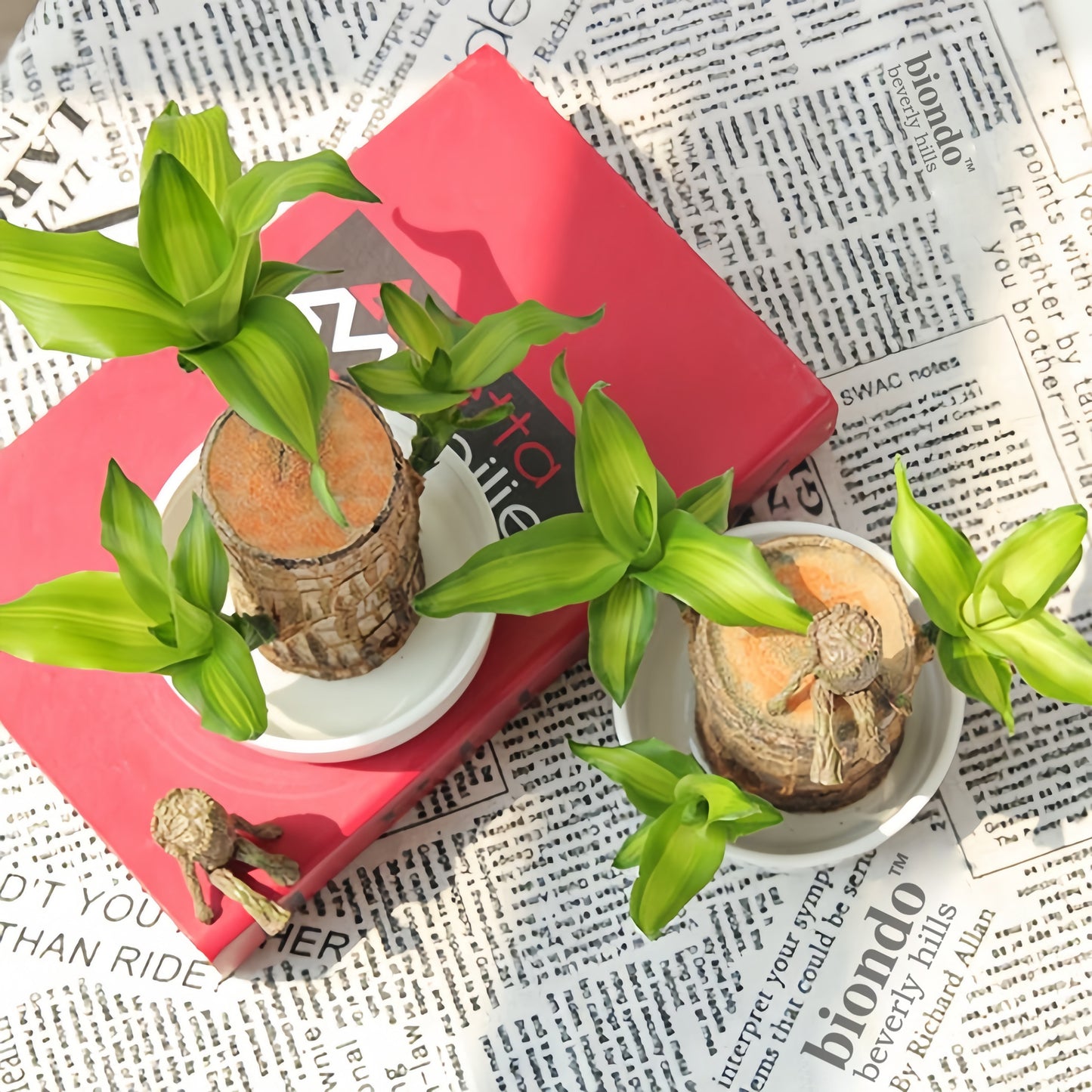 Brazilian Lucky Wood Live Plants Indoor Air Purification